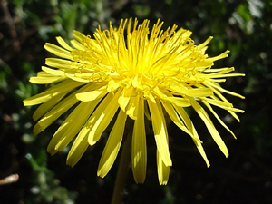 Taraxacum officinale